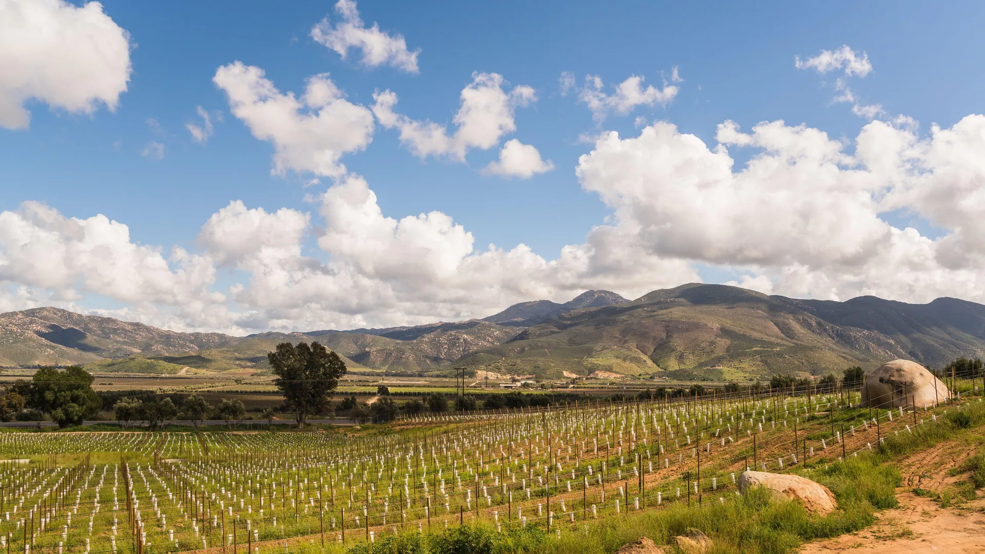 Where to Eat, Stay, and Play in Valle de Guadalupe